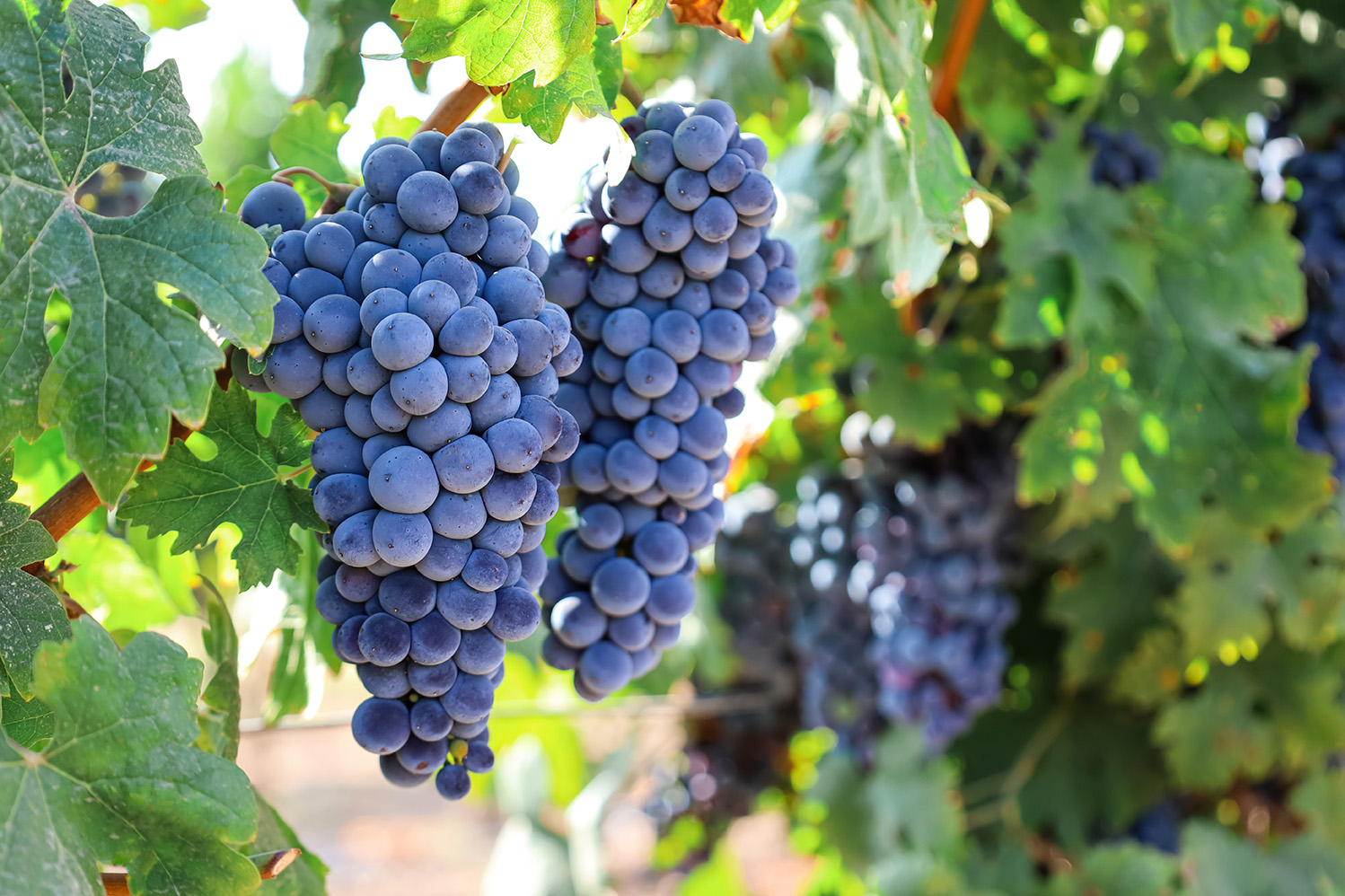 Grapes on a vine